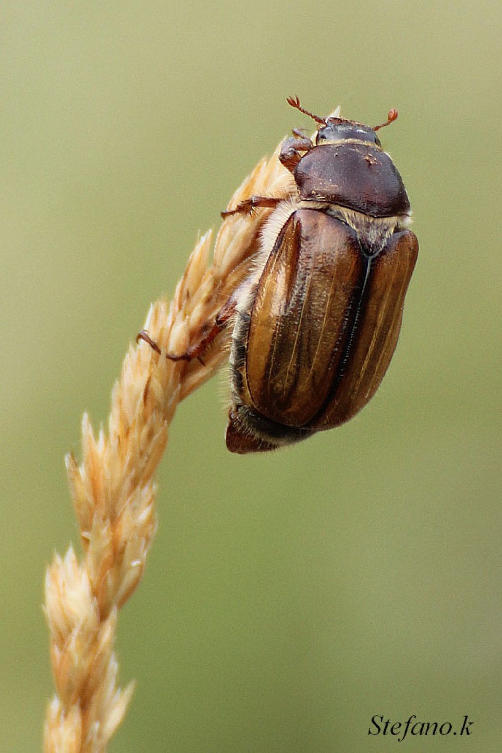 Amphimallon cfr. fuscum, femmina